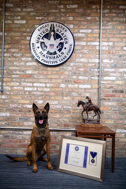 Tactical K9 Rin with Purple Heart Award