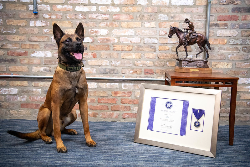 Tactical K9 Rin with Purple Heart Award