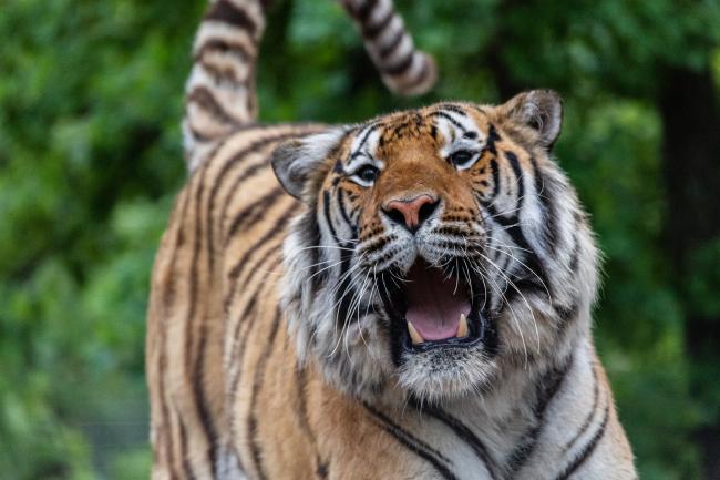 Tiger seized from Tiger King Park